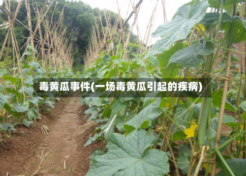 毒黄瓜事件(一场毒黄瓜引起的疾病)-第2张图片